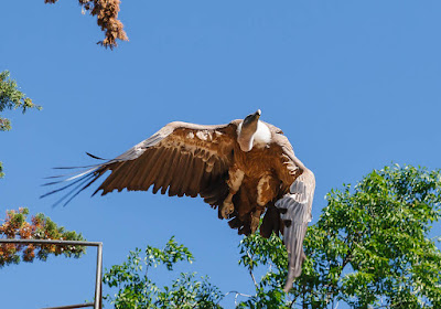 buitre, buitre volando, zoo, zoo de Madrid, ave, pájaro, plumas.