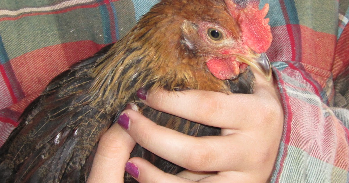 A crown of Jewels Chicken with Black Swollen Spot on Comb