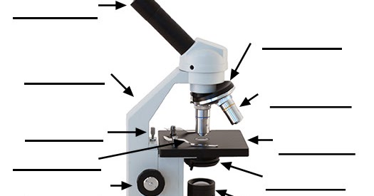 Worksheets Microscope Labeling Worksheet microscope world blog labeling the parts of microscope