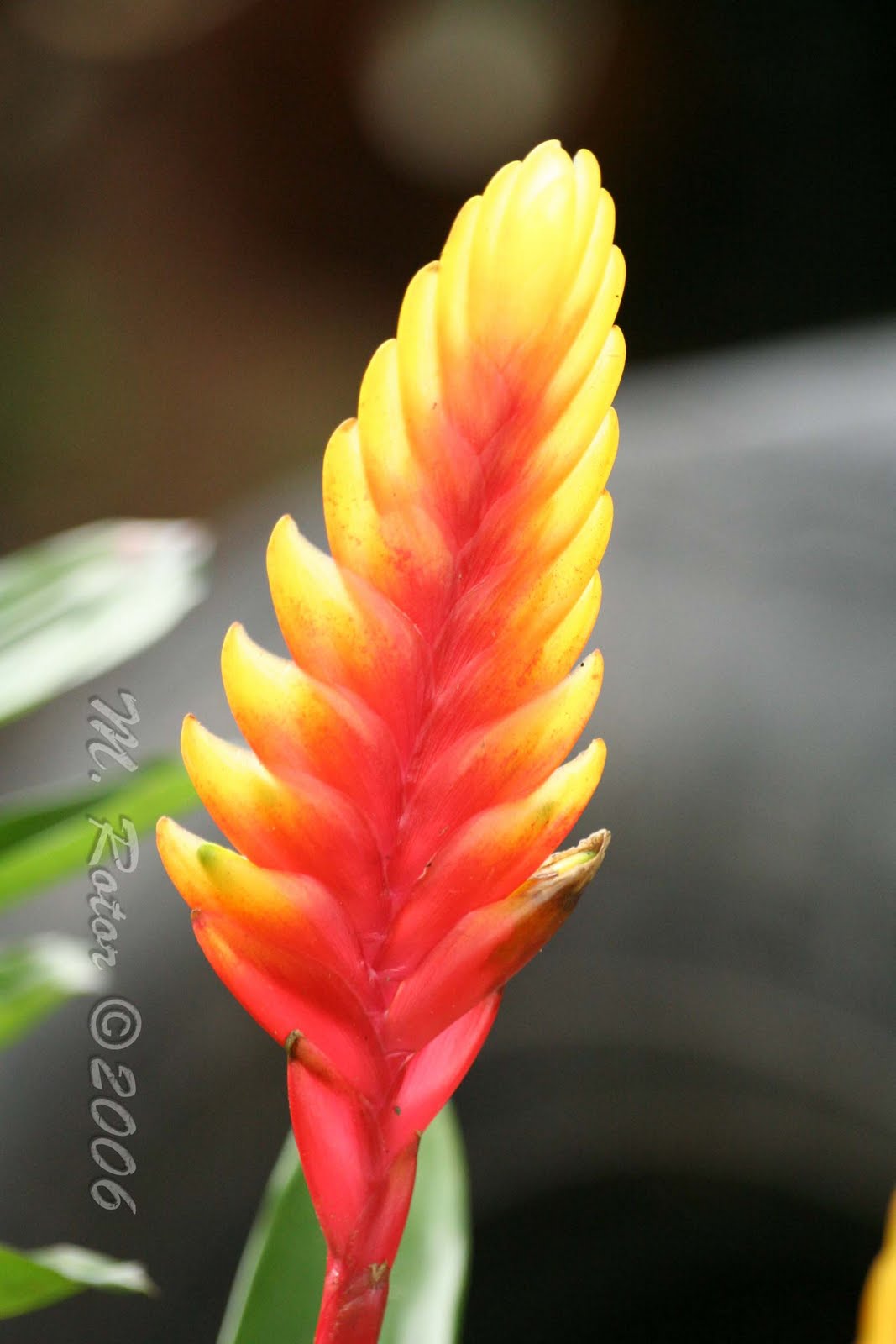 Living with Nature School on Blog by Dr. Abercio V. Rotor Pineapple