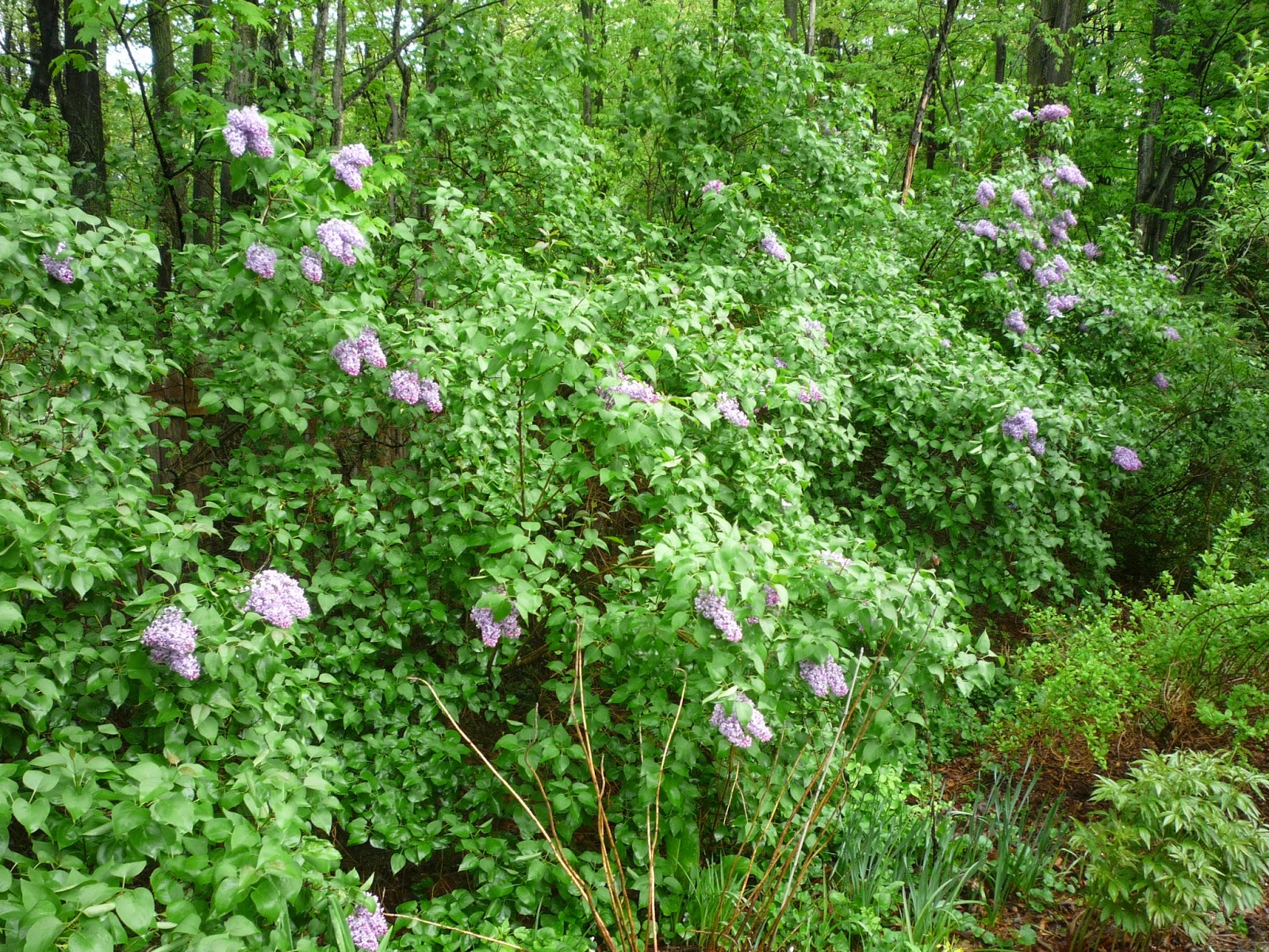 Lilacs on Memorial weekend. South Burlington, Vermont South