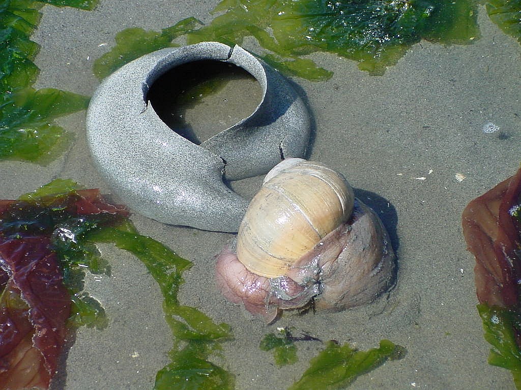Buzz's Marine Life of Puget Sound Sand Collar Season....or More Tiny