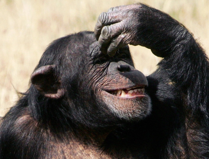 laughing_chimp.jpg