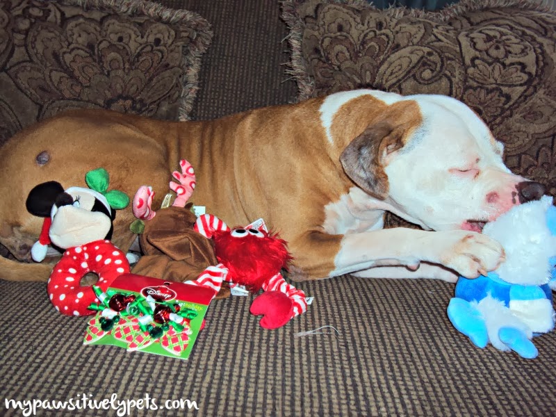 Winter Fun from PetSmart Holiday Giveaway for Pets Pawsitively Pets
