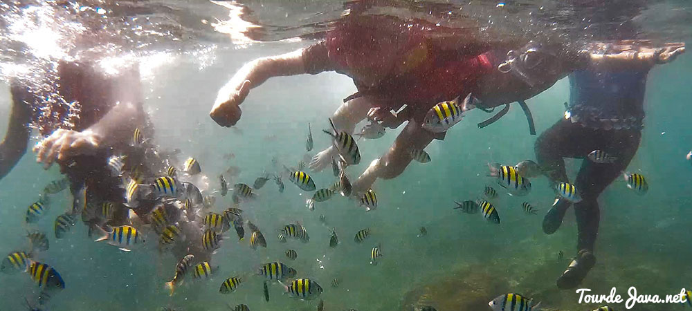 snorkeling di taman laut pangandaran
