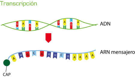 cadenas adn y arn biolog 205 a 2 arn cadenas adn y arn biolog 205 a 2 arn