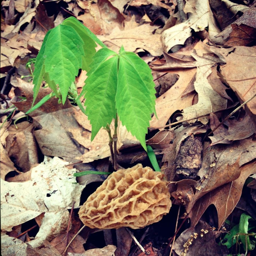 Iowa Morels The Butcher's Block