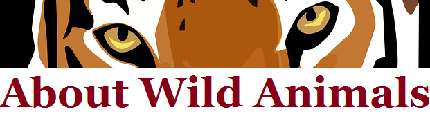 About Wild Animals