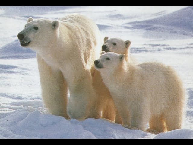 orso_polare_famiglia.jpg