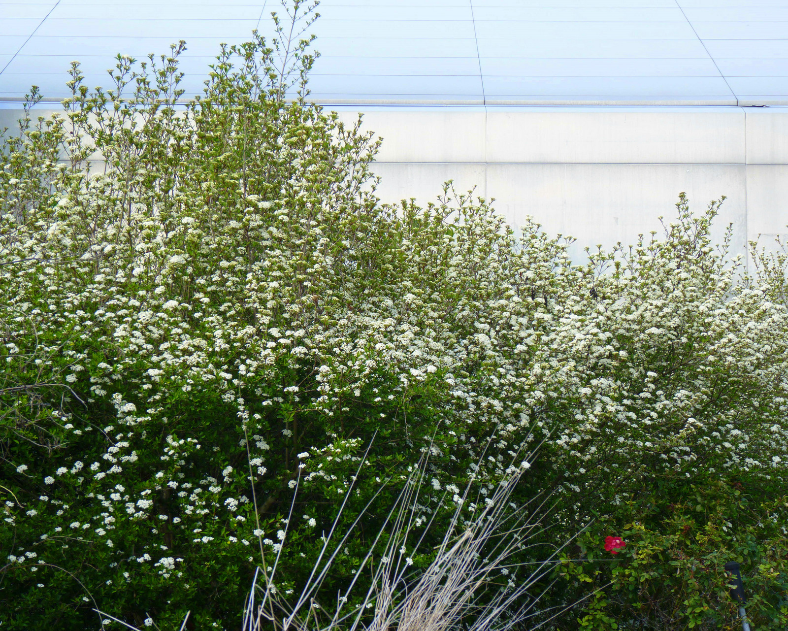 A Guide To Northeastern Gardening Feature Spring Flowering Shrub