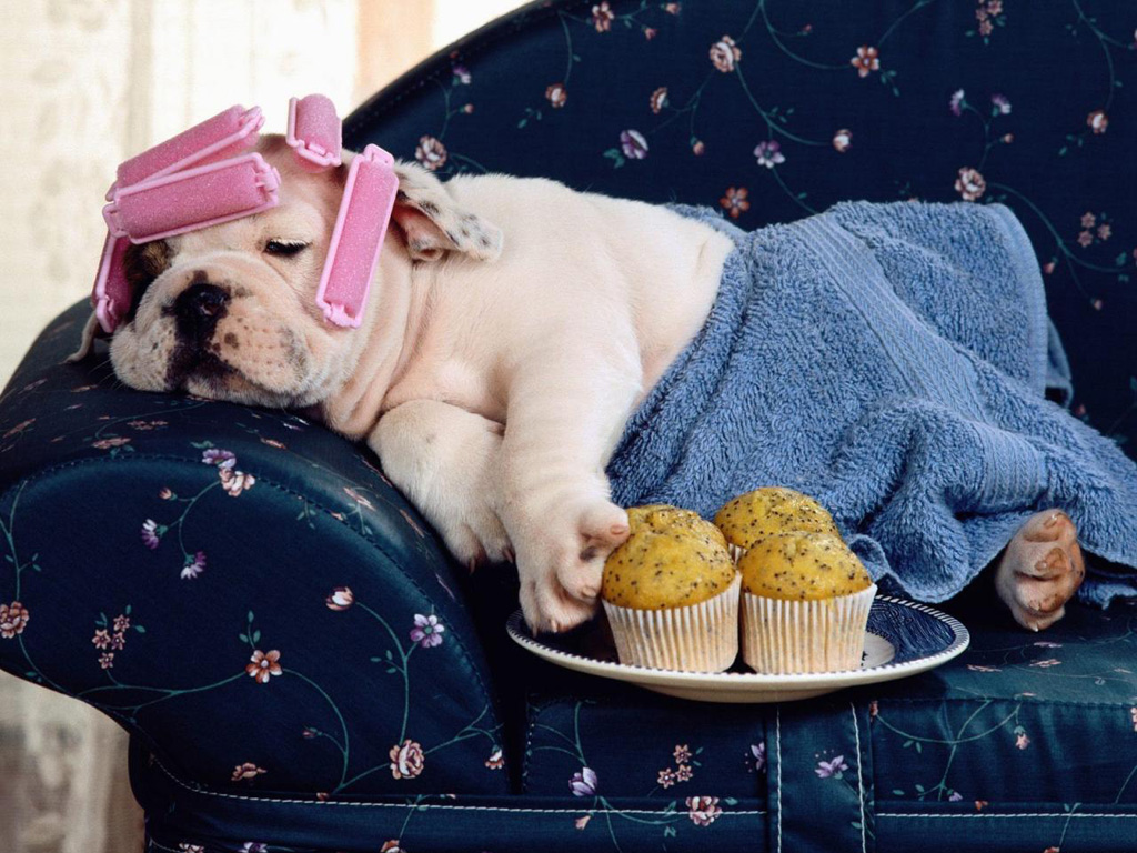http://2.bp.blogspot.com/-VwAD7q0QRAA/T0MjszfSHjI/AAAAAAAAovk/TH3lRsG8ncw/s1600/funny%20Dog%20pictures%20with%20quotes%20(175).jpg