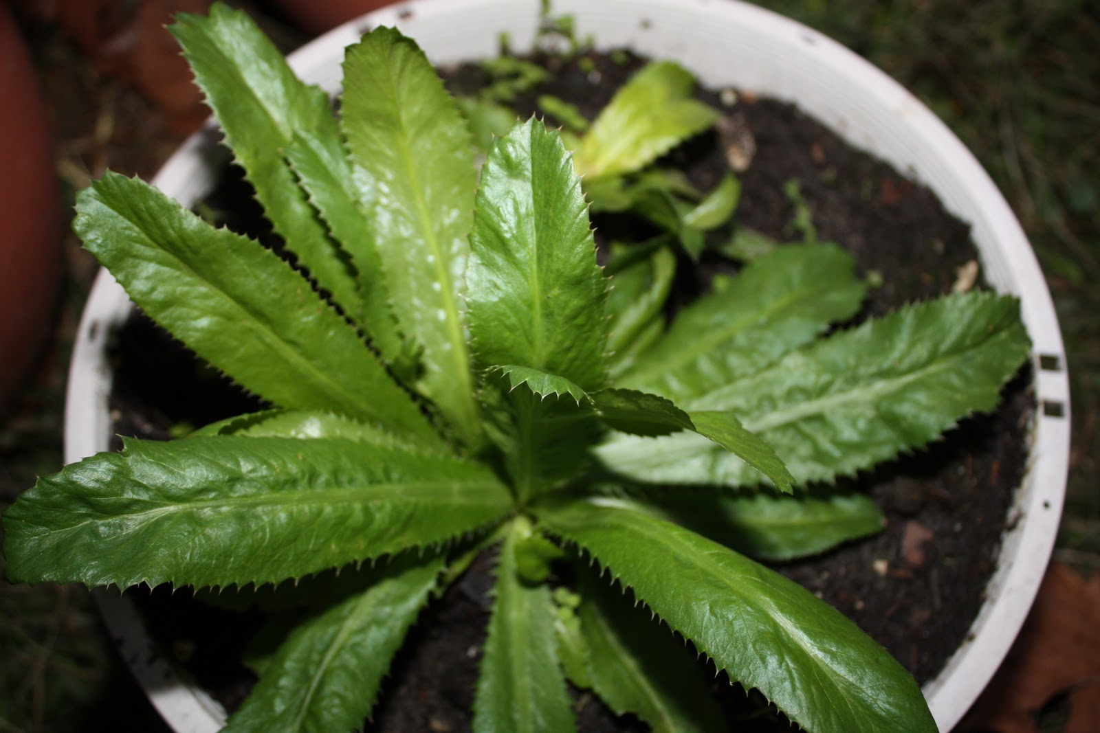 Watch Me Grow Culantro AKA Recao