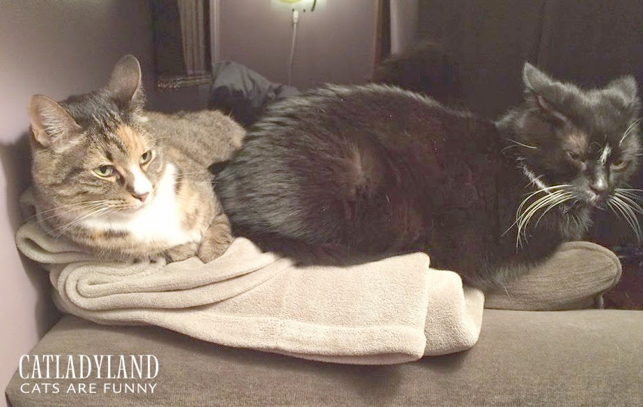 Catladyland Cats are Funny Cranky SofaCats