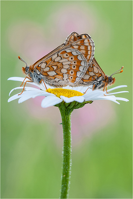 Emerging Photographers, Best Photo of the Day in Emphoka by Torsten Bittner, https://flic.kr/p/c3BCQ5 Emerging Photographers, Best Photo of the Day in Emphoka by Torsten Bittner, https://flic.kr/p/c3BCQ5
