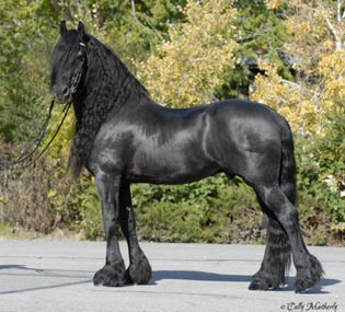 Friesian