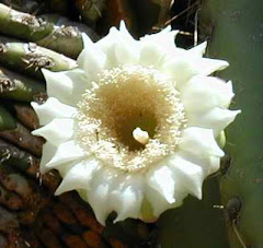 Arizona State Flower - Saguaro Cactus