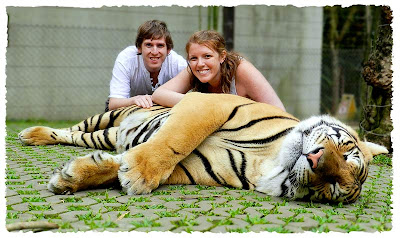 Tiger Kingdom vs Tiger Temple: The 5DTs with a massive tiger!