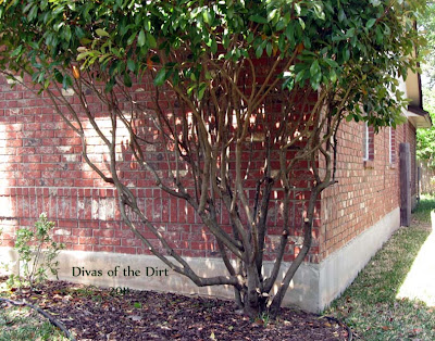 Divasofthedirt,redtip trunks revealed
