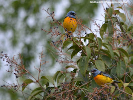 Aves del Colorado