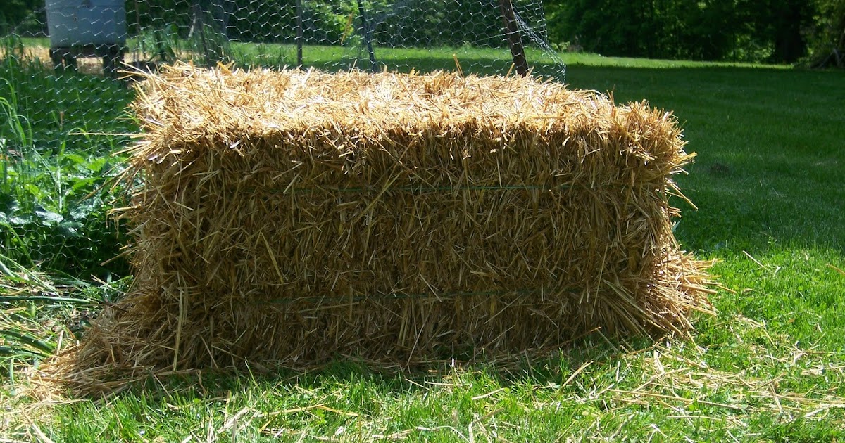 A Maine Garden Straw Bale Gardening 1