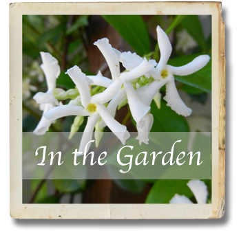 Confederate Jasmine