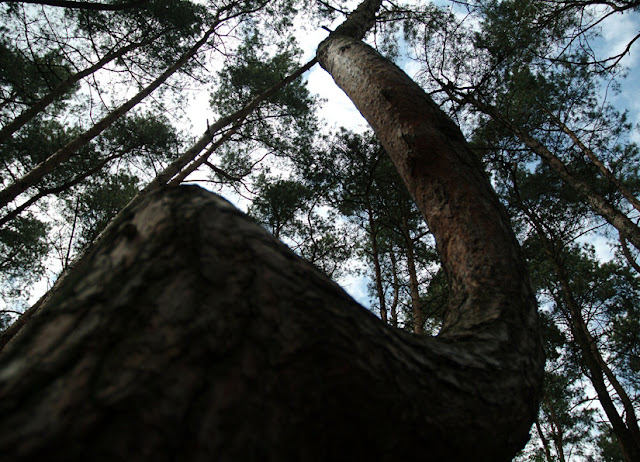 Bosque de árboles curvos en Polonia... Bosque+torcido+polonia+2