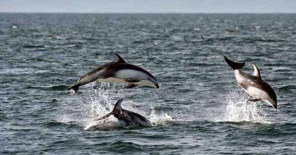 oceans captivity kills dolphins