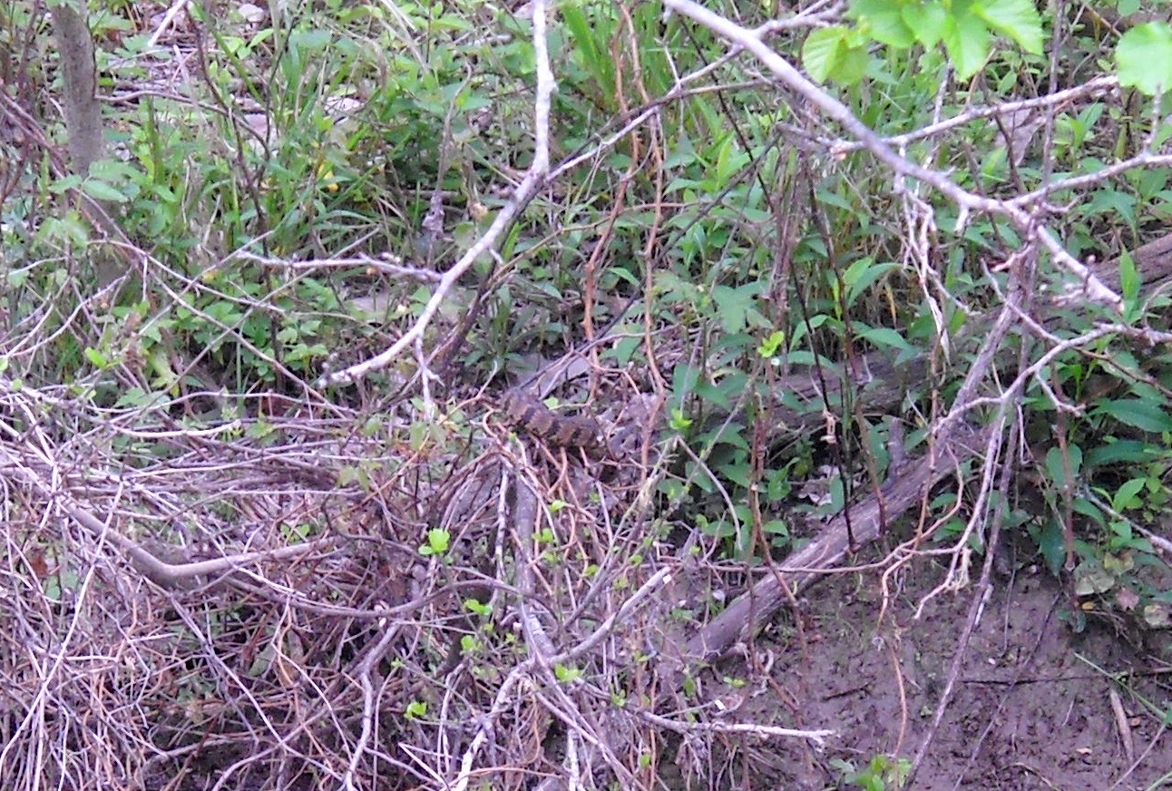 White Rock Lake, Dallas, Texas Water Moccasins Come Out of Hibernation