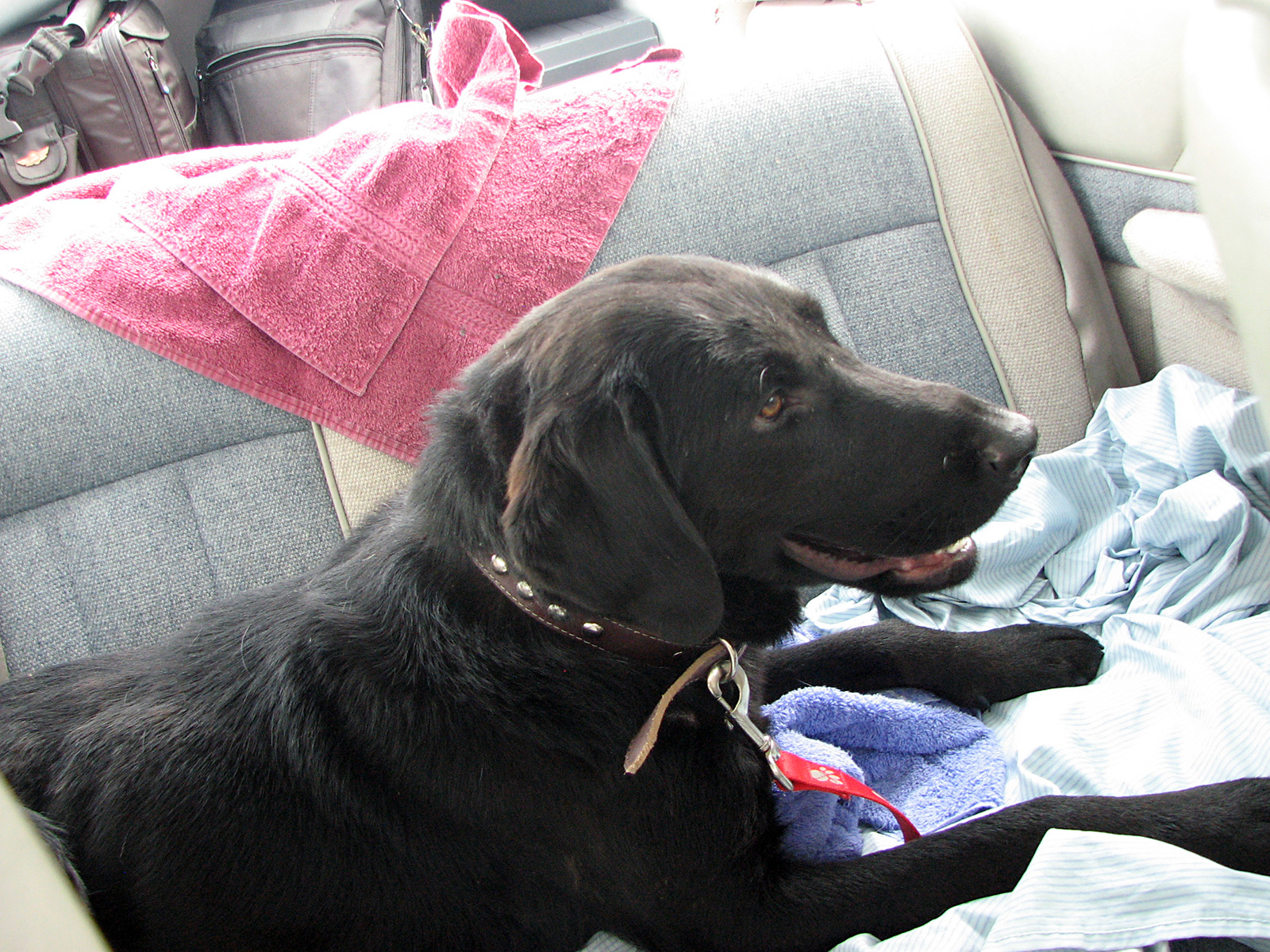 Radar Dog Rescue Address Radar Dog Rescue Address