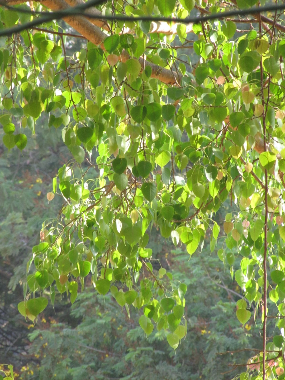 Hallucinations! Tree Mania