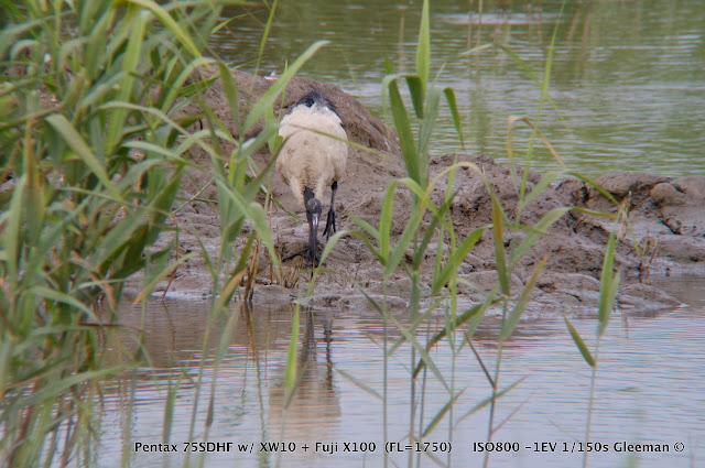 埃及聖環 Sacred Ibis(Threskiornis aethiopicus)