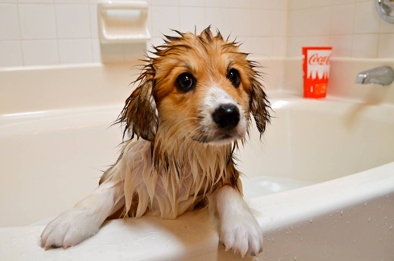 Adorable cats and dogs who really hate bath time (40 pics) Amazing