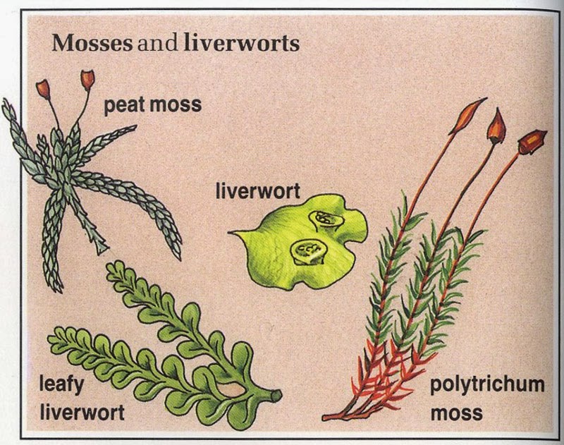 Classification of Plants Ency123