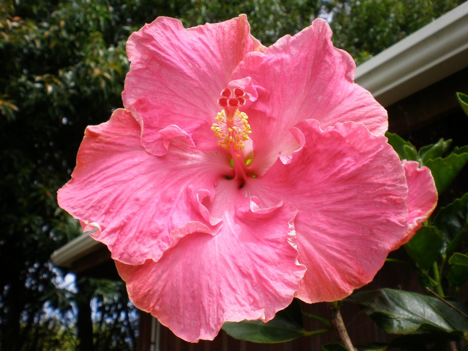 Quiltsmith Australia Norfolk Island cont....