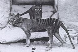 Imagen del ultimo tigre de tasmania
