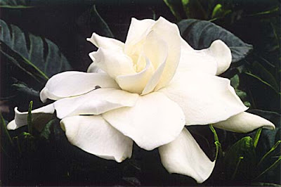 gardenia-e.jpg