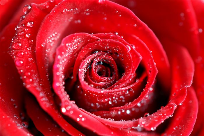 red rose wallpaper. Long Stem Red Roses High
