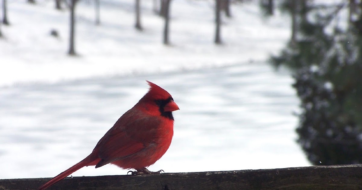 Kitchen Cardinal Decor Kitchen Cardinal Decor
