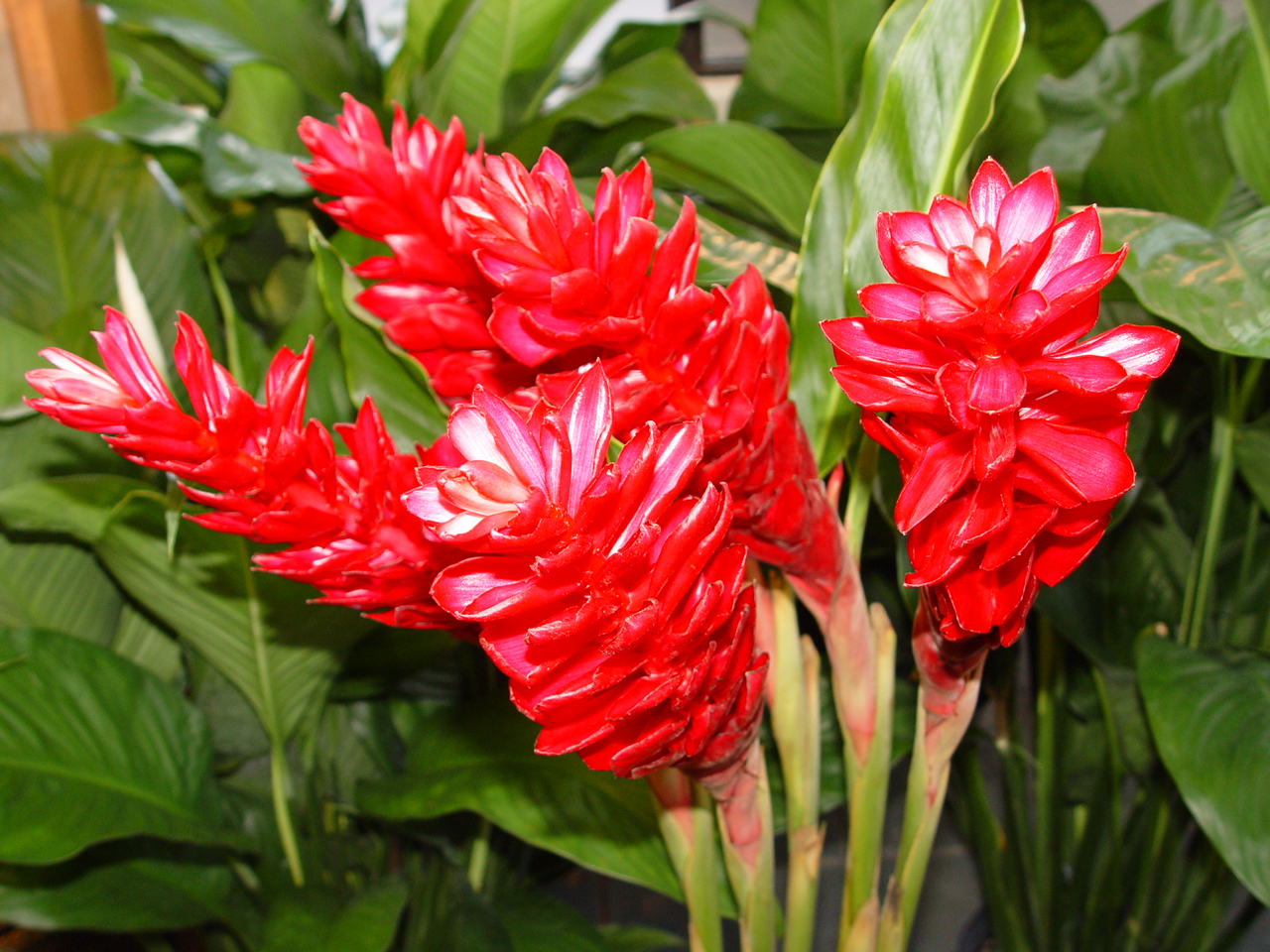 flowers for flower lovers. Red ginger flowers pictures flowers for flower lovers. Red ginger flowers pictures
