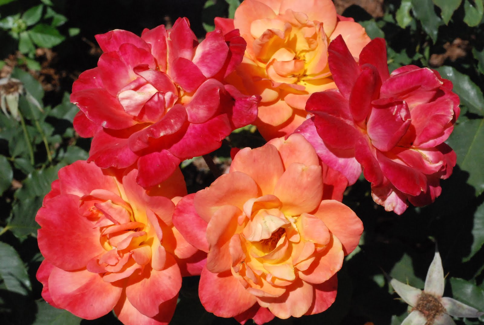 Thoughts Join Letters Tyler Texas Rose Gardens