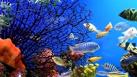 http://www.aluth.com/2014/06/Living-Marine-Aquarium-screensaver.html