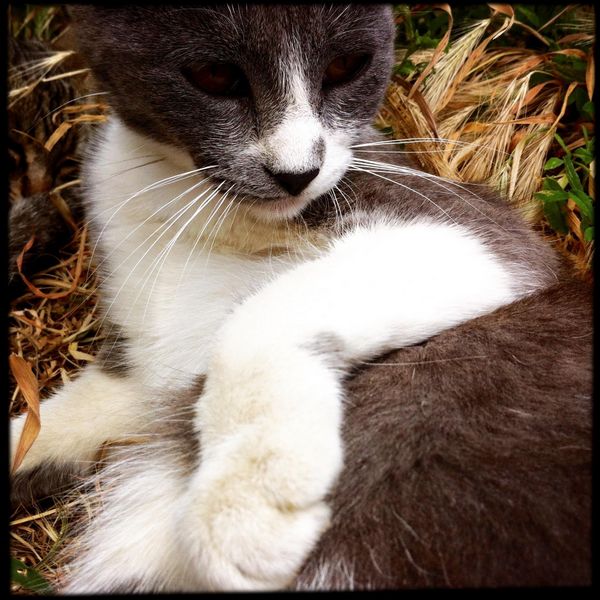 Cats from Capileira {Spain} Traveling Cats Travel Pictures of Cats