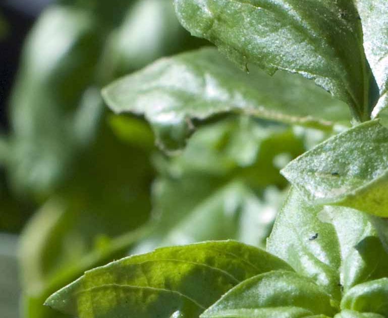 Found Spaces Gardener What’s eating my Basil??