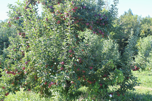 Westward Orchards