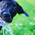 ¿Cuánta Agua Debe Tomar un Perro al Día? - Respuesta