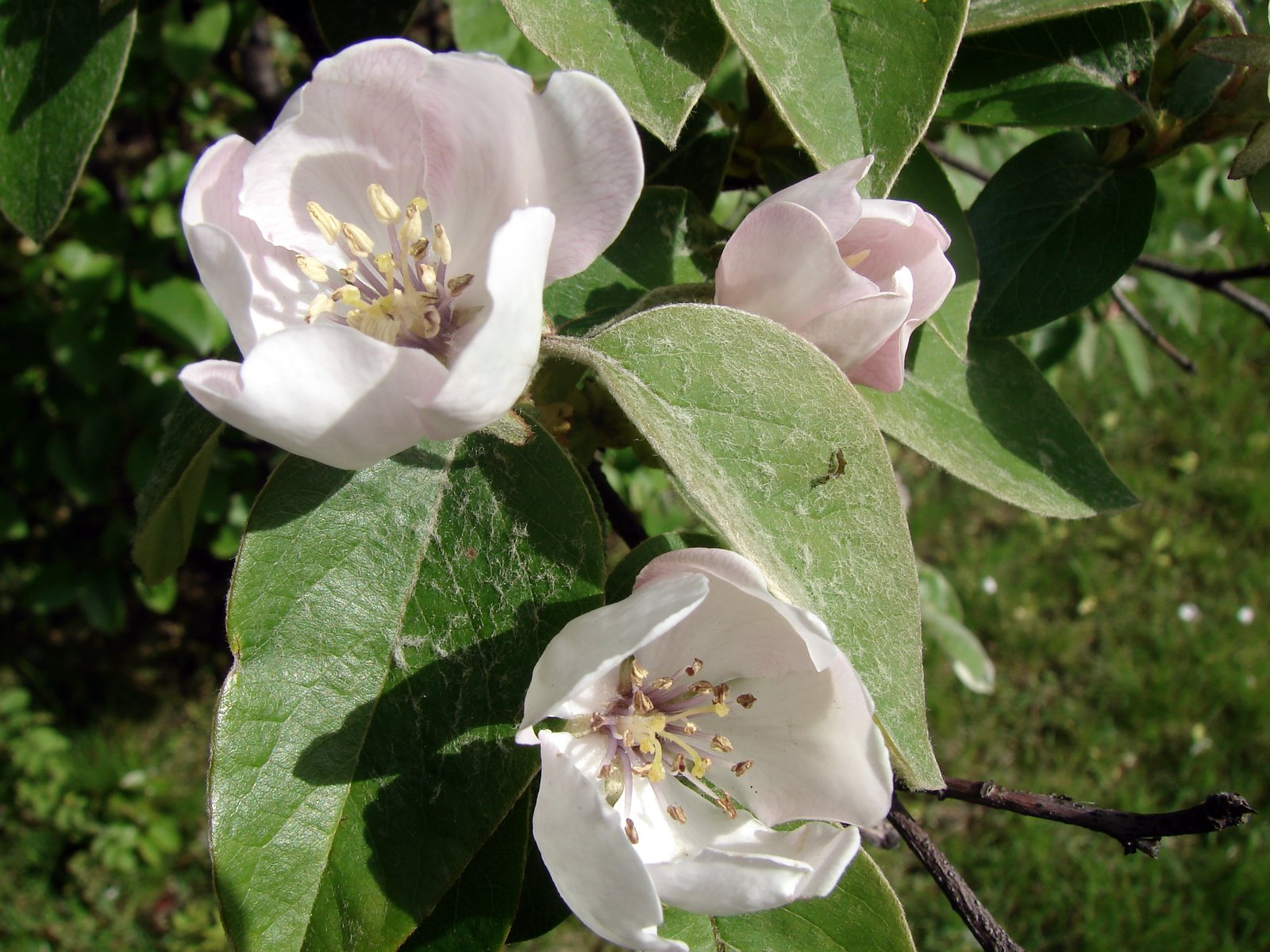 Nige S Diet Nutrition Blog Chaenomeles Japonica Flowering