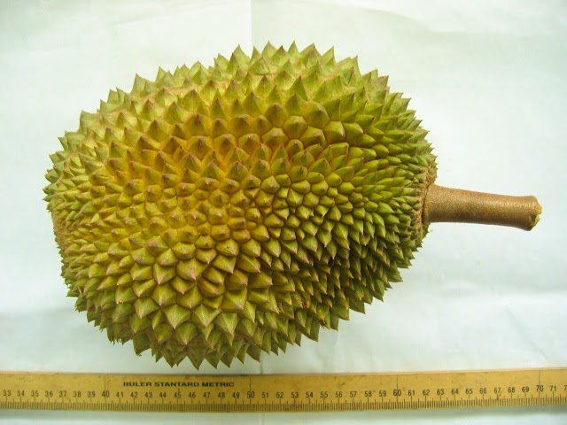 Isi durian musang king