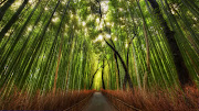 forest wallpaper. forest wallpapers (forest )