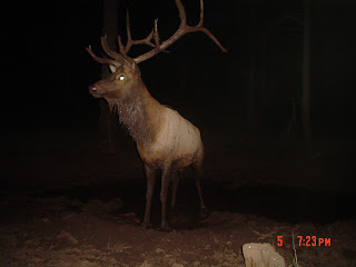 Arizona+Elk+trail+Camera+Pictures+of+big+bulls+and+photos+with+Colburn+and+Scott+Outfitters.JPG