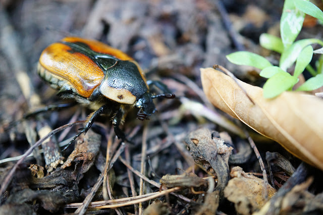 close up macro image of a cowboy beetle crawling through the leaf litter